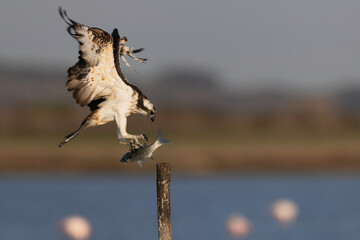 Osprey (Pandion haliaetus) in the Sardinian marshes. Italy.
