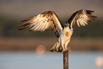 Osprey (Pandion haliaetus) in the Sardinian marshes. Italy.
