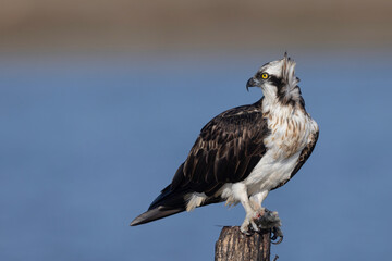 Osprey (Pandion haliaetus) in the Sardinian marshes. Italy.
