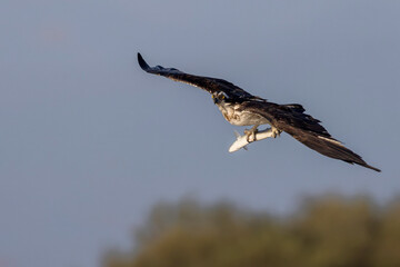 Osprey (Pandion haliaetus) in the Sardinian marshes. Italy.
