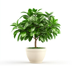 Fototapeta premium Simple green plant in a neutral ceramic pot
