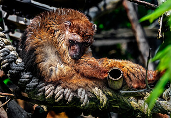 Blue-eyed black lemur on the rope. Latin name - Eulemur flavifrons	