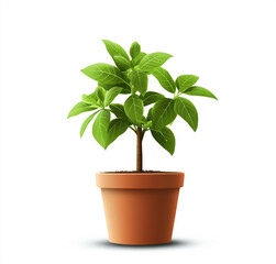 Fototapeta premium Indoor plant in a minimalist pot