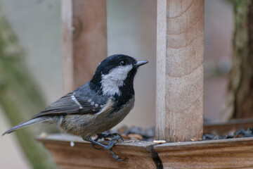 Obraz premium tit on the feeder
