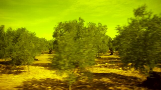 Olive Groves of Puglia: Scenic Train Journey Between Corato and Bari, Italy, 2024, strong yellow Filter, 16:9 UHD