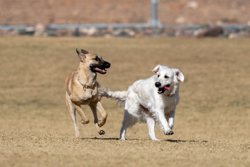 Mixed breed dog playing at the park with a golden retriever
