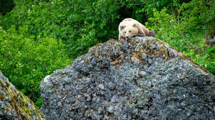 Lounging brown bear in the Alask wilderness