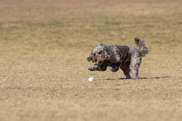 Mixed breed curly coat dog about to grab a ball