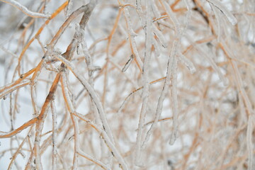 Fototapeta premium Ice on Dry Plant