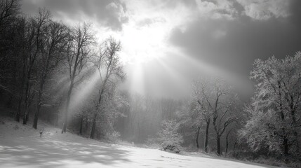 Winter sunbeams through snow-covered forest