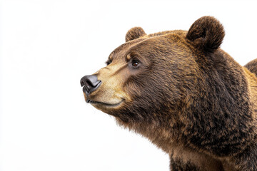 majestic bear with detailed fur texture and expressive features, showcasing its regal presence