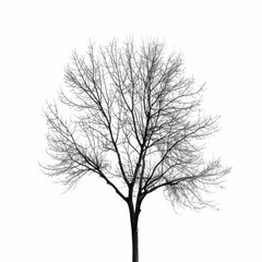 Obraz premium Bare branches reaching towards a clear sky, creating a stark silhouette against the white backdrop