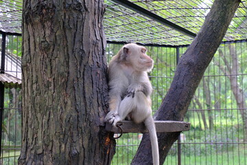 Captive Monkey Sitting on a Tree Branch in a Zoo Enclosure