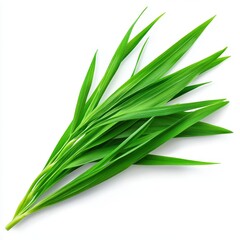 Fresh Green Leaves Isolated on White Background for Nature Theme