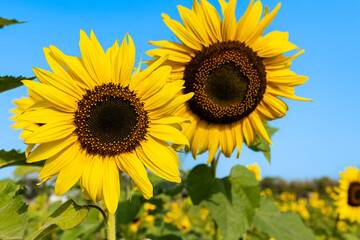 Sunflower garden ion blue sky background.Yellow sunflowers and harvest, bright sunny flower.Farming...