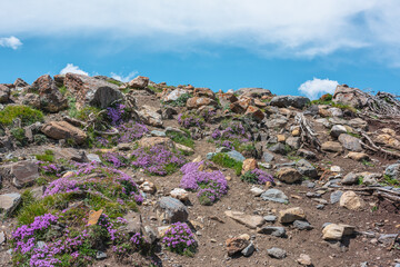 Beautiful pink thyme wildflowers group among stones and roots. Vivid pink thymus flowers bloom on...