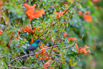 Nectary bird on a branch