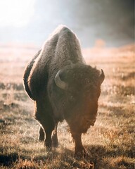A majestic bison stands tall in a misty field at dawn, bathed in warm sunlight.