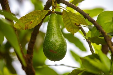 Unripe green avocado on the tree
