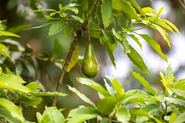 Unripe green avocado on the tree