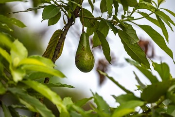 Unripe green avocado on the tree
