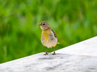 Yellow canary perched on a branch