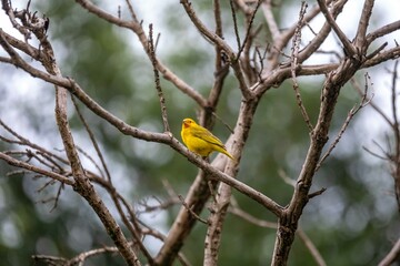 Yellow canary perched on a branch