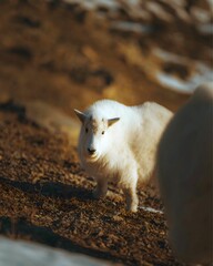 A close-up portrait of a young mountain goat with a curious expression, standing on a rocky slope.
