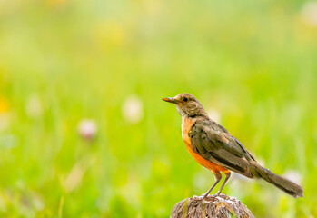 Picture of a beautiful Rufous-bellied Thrush in the feeder. Turdus rufiventris  know as sabia laranjeira