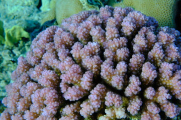 Obraz premium Rasp coral or cauliflower coral, knob-horned coral (Pocillopora verrucosa) undersea, Red Sea, Egypt, Sharm El Sheikh, Montazah Bay