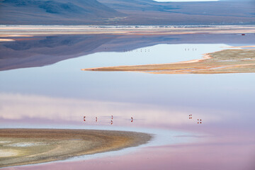 Pink hue of the laguna colorada and flamingoes