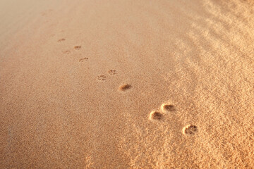 The footprints of a small wild desert rodent mark the path in the golden sand of a dune under the sun of the Sahara Desert, Morocco. Nature and wildlife signs
