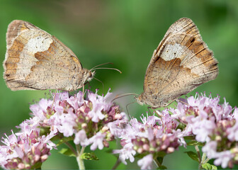 Close-up of two brown butterflies sitting on wild thyme flowers in Bavaria looking for pollen.