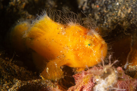 Gestreifter Anglerfisch - Antennarius striatus - Anilao Philippinen