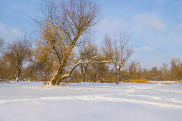 winter snowbound forest glade under a blue cloudy sky