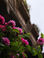 pink flowers against the backdrop of beautiful architect