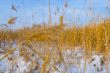 Fototapeta premium winter snowbound forest glade under a blue cloudy sky