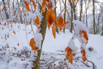 calm winter forest glade in a snow, seasonal natural forest landscape