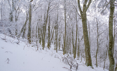 calm winter forest glade in a snow, seasonal natural forest landscape