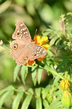 closeup the beautiful yellow brown color butterfly hold on the marigold flower with plant soft focus natural green brown background.