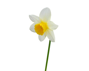 Obraz premium Wild Daffodil - Springtime Flower - Isolated Spring Flowers