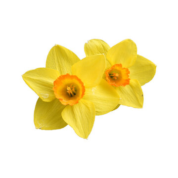 Fototapeta Wild Yellow Daffodil - Springtime Flower - Isolated Spring Flowers