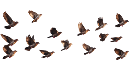 Flock of Pigeons in Flight  Birds Soaring  Avian Wildlife  Nature Photography