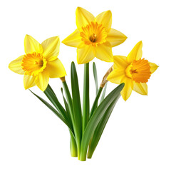 Fresh yellow daffodils isolated on white or transparent background © Olga