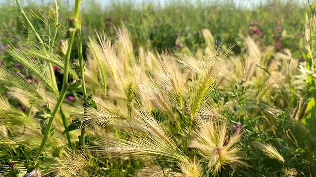 zeitlupe - Gr&auml;ser auf dem Feld