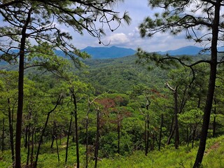 Bosque de Pino, paisaje forestal en Oaxaca, México