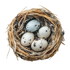 Obraz premium bird nest isolated on transparent background cutout
