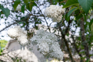 
A bush or tree covered with white flowers.