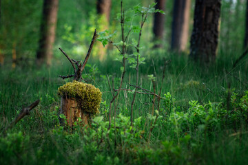 tree trunk in the forest, covered with moss