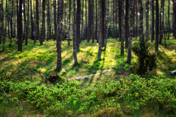 berry bushes in the forest with mild background